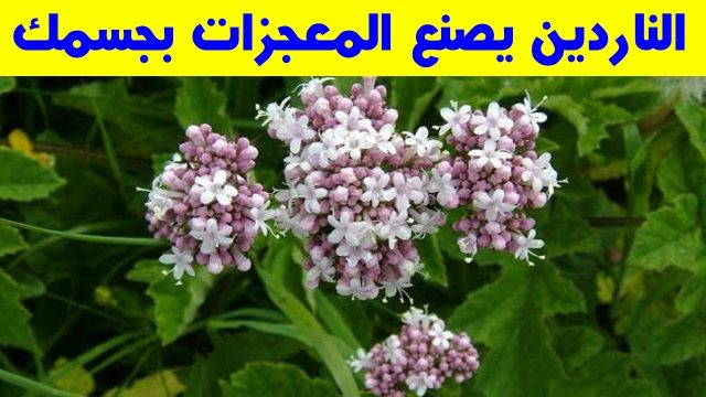 الناردين | موسوعة الشرق الأوسط