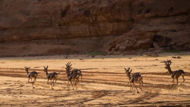 بحث عن المناطق الحيوية البرية موضوع | موسوعة الشرق الأوسط