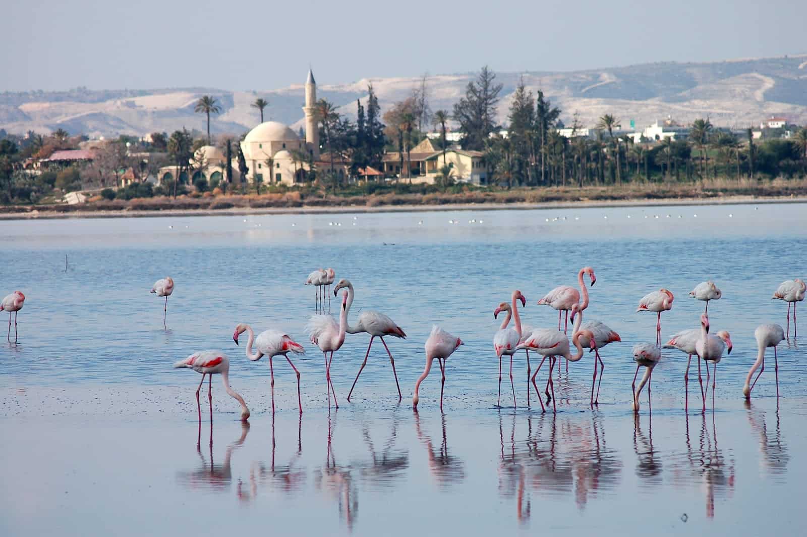 بحيرة لارنكا المالحة Larnaca Salt Lake | موسوعة الشرق الأوسط