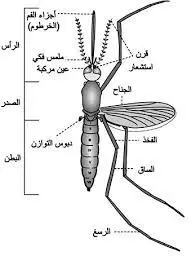 بعوض | موسوعة الشرق الأوسط