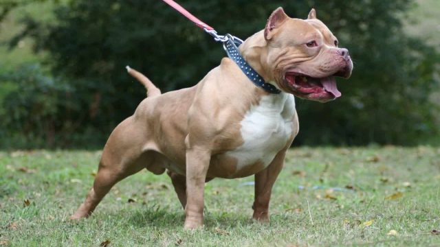 بيتبول Pit Bull | موسوعة الشرق الأوسط