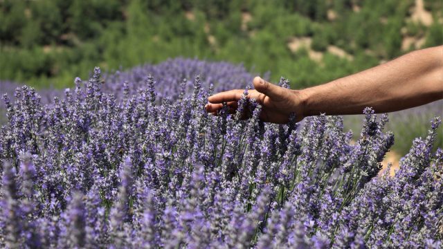 تجربتي مع الخزامى للمنطقة الحساسة | موسوعة الشرق الأوسط