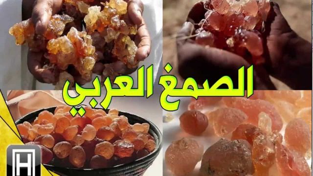 تجربتي مع الصمغ العربي | موسوعة الشرق الأوسط