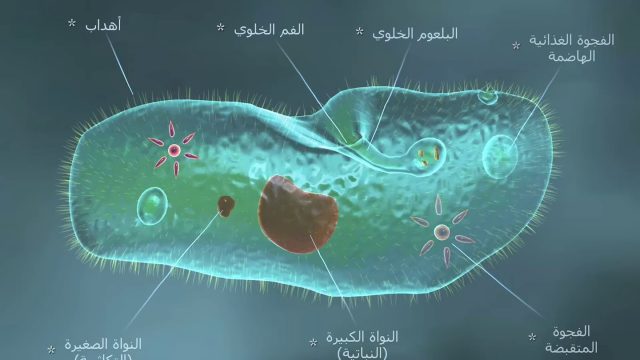 تعريف الطلائعيات | موسوعة الشرق الأوسط