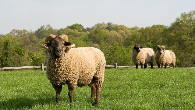 تفسير الكبش في المنام | موسوعة الشرق الأوسط