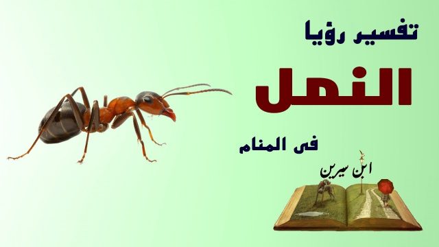 تفسير النمل الاسود في المنام | موسوعة الشرق الأوسط