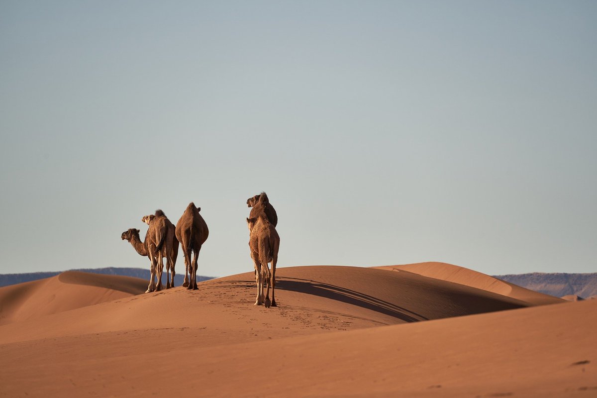 تفسير حلم الجمال الكثيرة للمتزوجه | موسوعة الشرق الأوسط