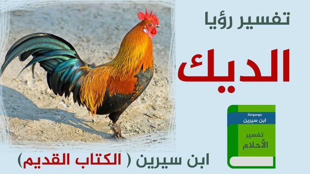 تفسير حلم الديك للحامل لإبن سيرين | موسوعة الشرق الأوسط