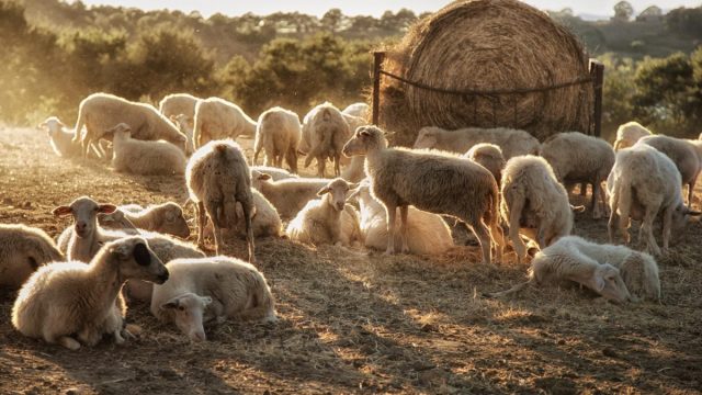 تفسير حلم غنم يهاجمني | موسوعة الشرق الأوسط