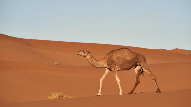 تفسير رؤية الابل في المنام | موسوعة الشرق الأوسط