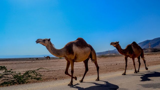 تفسير رؤية الجمل الصغير في المنام | موسوعة الشرق الأوسط