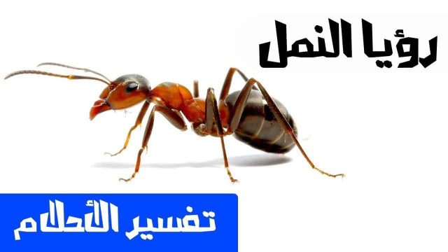 تفسير رؤية النمل | موسوعة الشرق الأوسط