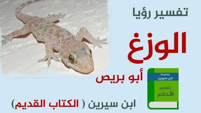 تفسير رؤية الوزغ في المنام | موسوعة الشرق الأوسط