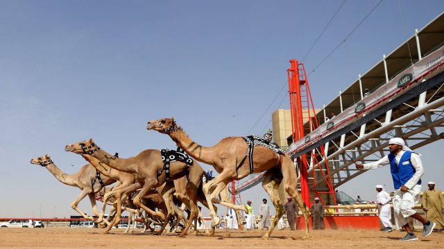 جدول سباق الهجن في قطر1 | موسوعة الشرق الأوسط