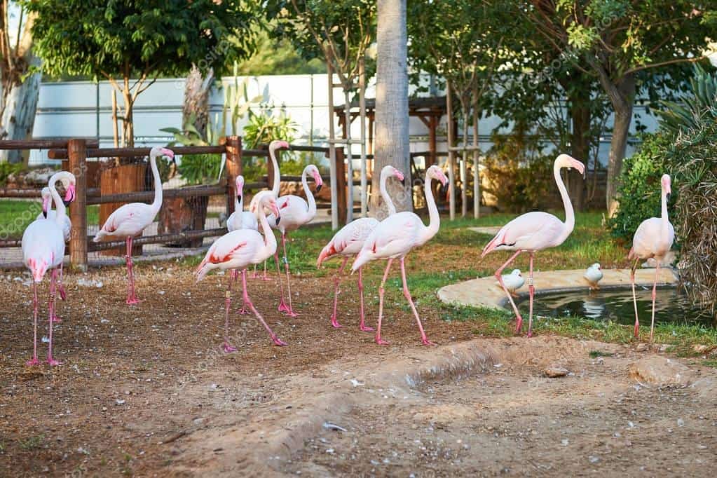 حديقة حيوان ليماسول limassol zoo | موسوعة الشرق الأوسط