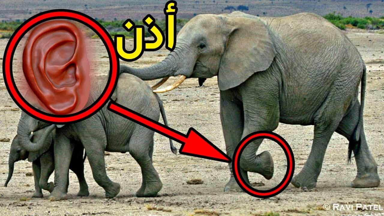 ز | موسوعة الشرق الأوسط