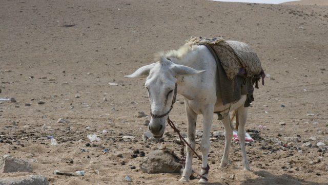 شبه الله الحمار باليهود لأنهم | موسوعة الشرق الأوسط