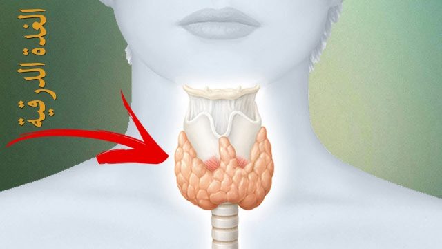 شروط تحليل الغدة الدرقية | موسوعة الشرق الأوسط