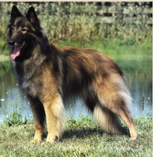 شيبارد البلجيكي Belgian shepherd | موسوعة الشرق الأوسط