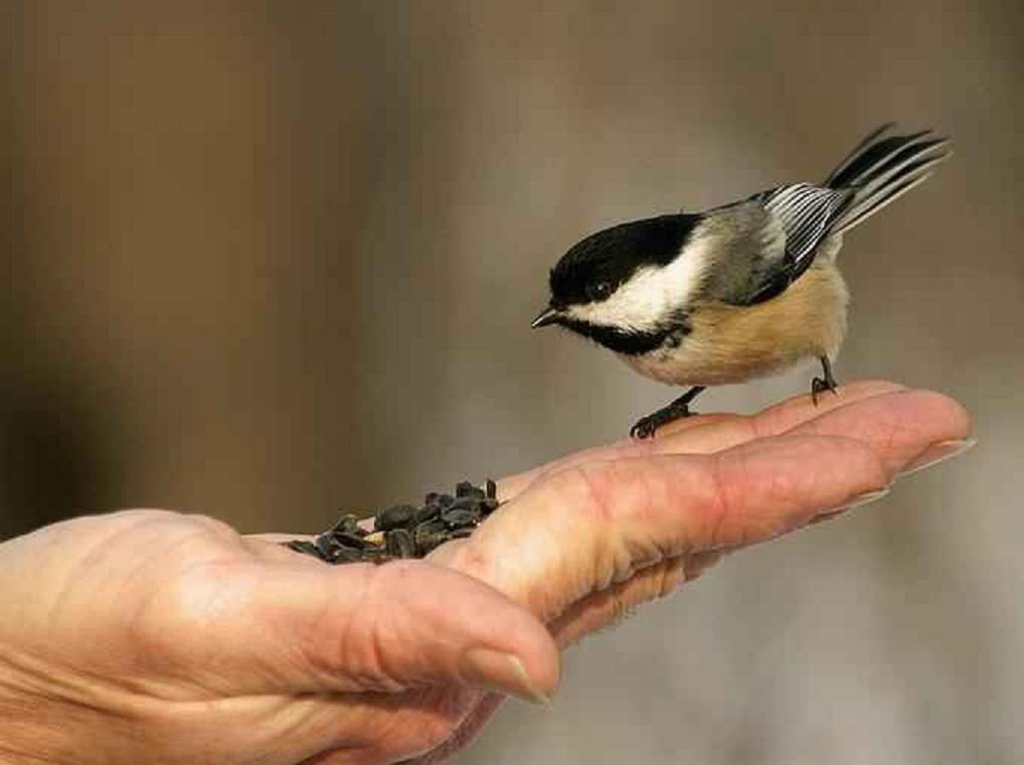 صور عن الرفق بالحيوان12 | موسوعة الشرق الأوسط