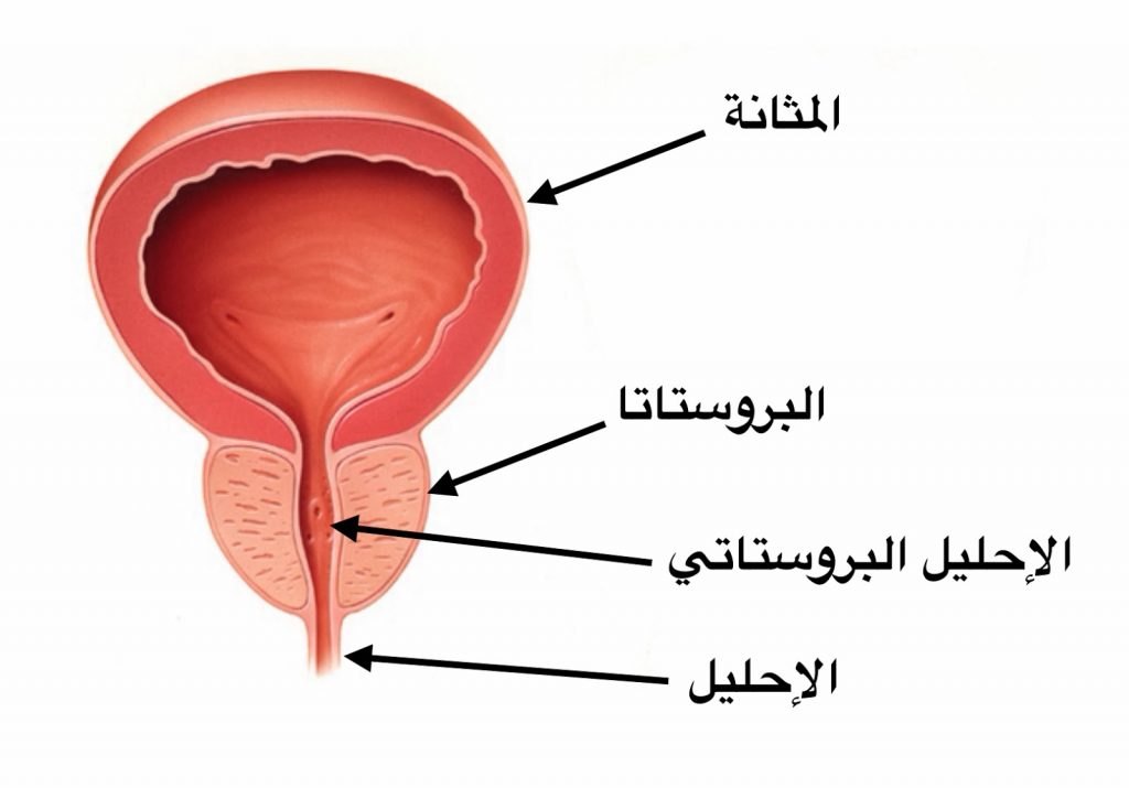 طريقة فحص البروستاتا بنفسك 4 | موسوعة الشرق الأوسط