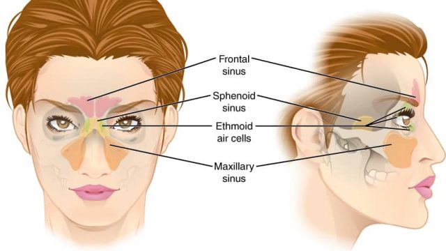 عدد الجيوب الأنفية لدى الإنسان | موسوعة الشرق الأوسط