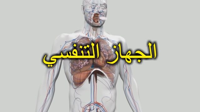 عضو التنفس هو | موسوعة الشرق الأوسط