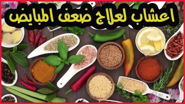 علاج ضعف التبويض بالأعشاب | موسوعة الشرق الأوسط