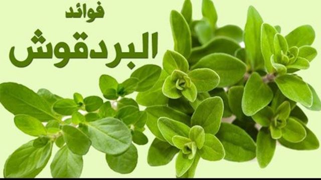 فوائد البردقوش للجسم | موسوعة الشرق الأوسط