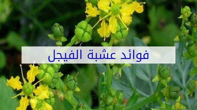 فوائد الفيجل للسحر | موسوعة الشرق الأوسط