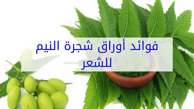 فوائد شجرة النيم للشعر | موسوعة الشرق الأوسط