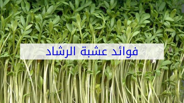 فوائد عشبة الرشاد | موسوعة الشرق الأوسط