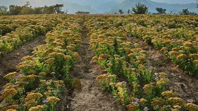 فوائد عشبة القشعة للحمل السريع | موسوعة الشرق الأوسط