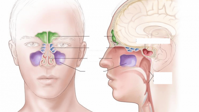 كم عدد الجيوب الأنفية في الأنسان | موسوعة الشرق الأوسط