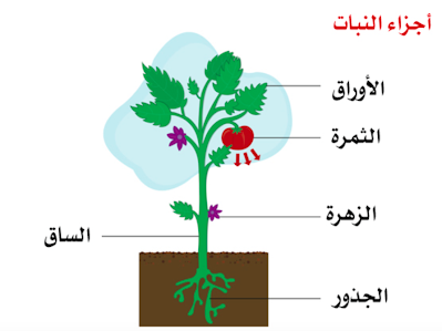 كيف تساعد اجزاء النبات على بقائه حيا2 | موسوعة الشرق الأوسط