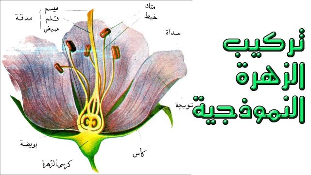 كيف تنتج الازهار نباتات جديدة | موسوعة الشرق الأوسط