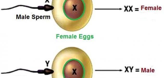 كيف يتم تحديد نوع الجنين | موسوعة الشرق الأوسط