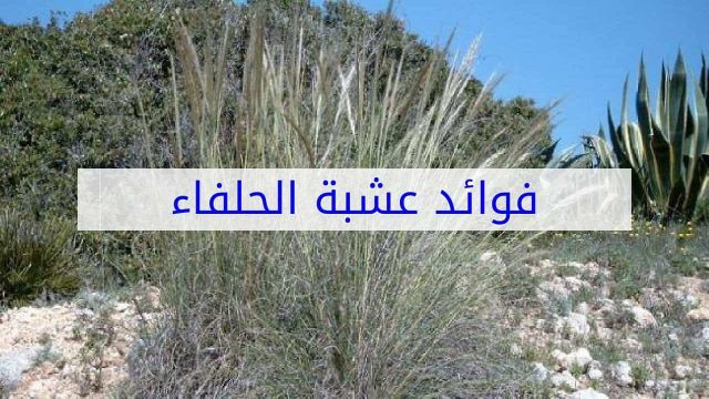 كيفية استخدام الحلفا بر للتخسيس | موسوعة الشرق الأوسط