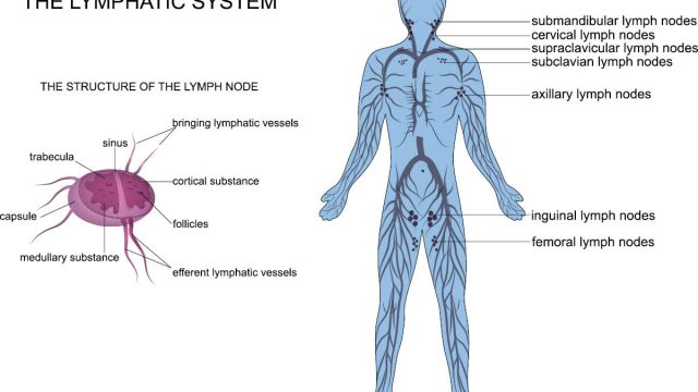 ما الوظائف الرئيسة للجهاز اللمفي ؟ | موسوعة الشرق الأوسط