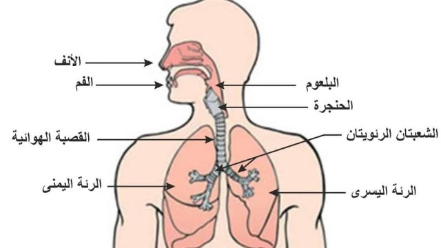 ما هو الجهاز التنفسي | موسوعة الشرق الأوسط