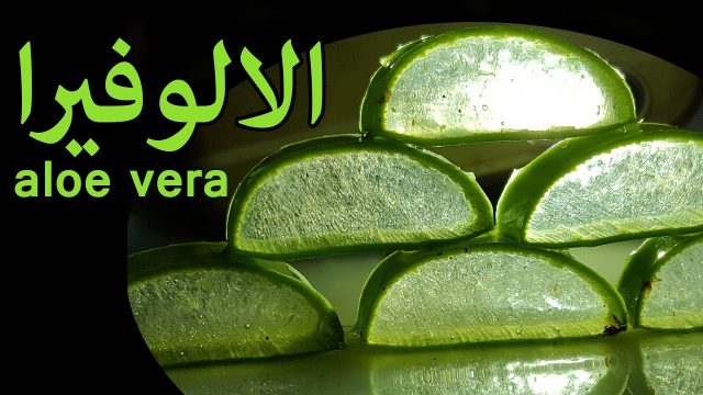 ماسك الالوفيرا | موسوعة الشرق الأوسط