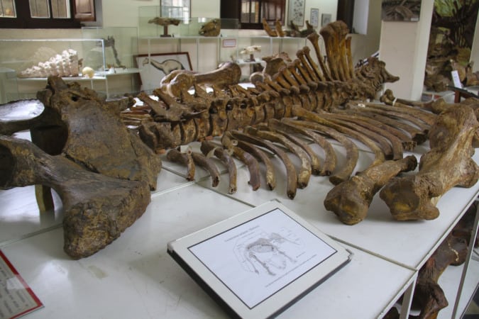 متحف الحفريات Paleontology Museum | موسوعة الشرق الأوسط