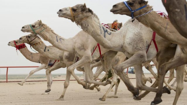 معلومات عن سباق الهجن في قطر | موسوعة الشرق الأوسط