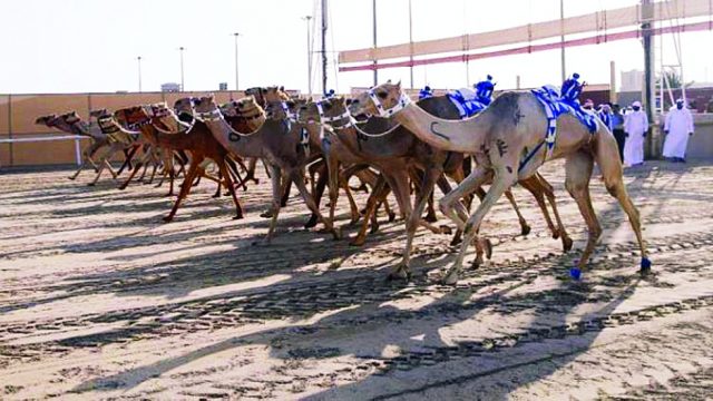 موعد سباق الهجن في قطر | موسوعة الشرق الأوسط