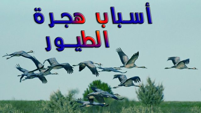 نتالرنتتبيغ | موسوعة الشرق الأوسط